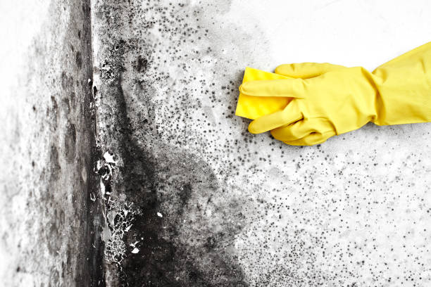 Professional Mold Remediation in Bloomfield, IN