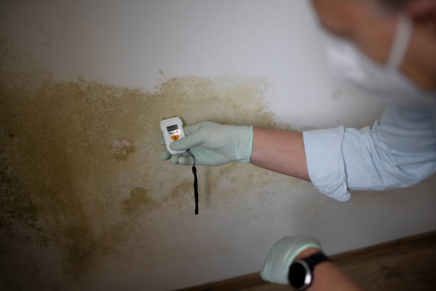 Best White Mold Remediation in Bloomfield, IN