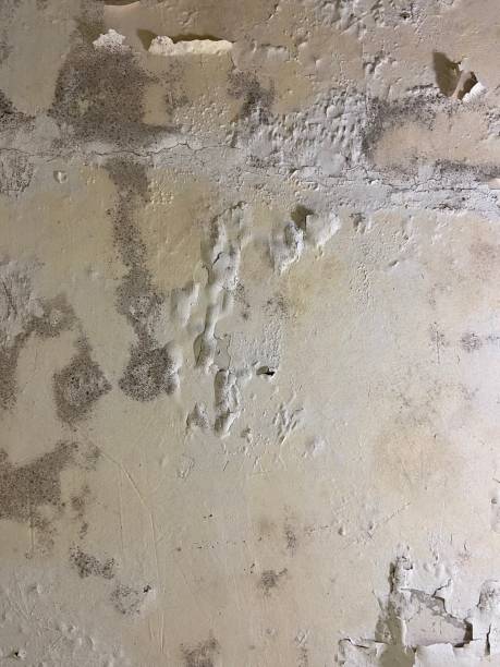 Best Black Mold Remediation in Bloomfield, IN