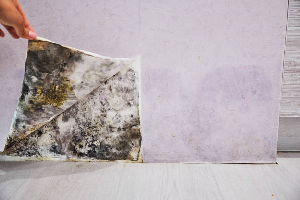 Best Residential Mold Remediation in Bloomfield, IN
